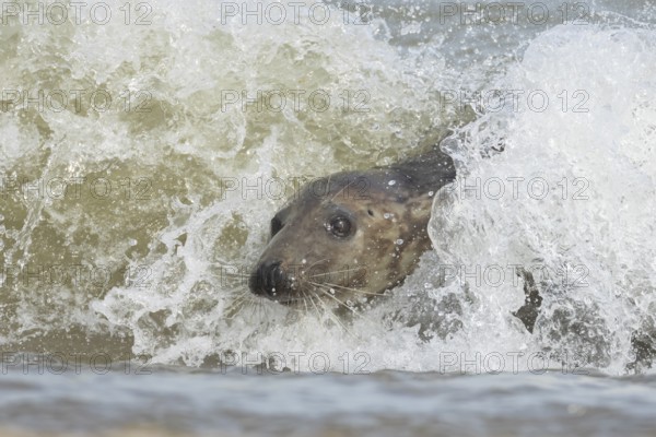 Grey seal (Halichoerus grypus) adult marine mammal surfing on a wave of the sea on to a beach,