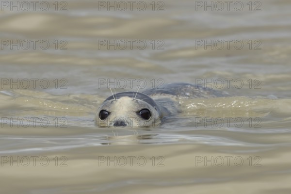 Common or Harbour or Harbor seal (Phoca vitulina) adult marine mammal swimming in the sea, Norfolk,