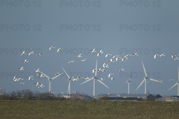 Whooper swan (Cygnus cygnus) adult swans birds in a flock in flight with windfarm turbines in the