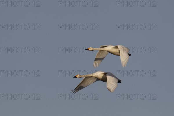 Bewick's swan (Cygnus columbarius) two adult swans birds in flight in winter, Cambridgeshire,