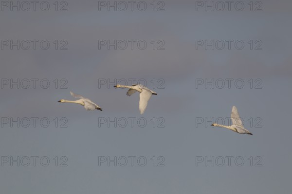 Bewick's swan (Cygnus columbarius) three adult swans birds in flight in winter, Cambridgeshire,