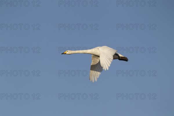 Whooper swan (Cygnus cygnus) adult bird in flight in winter, Cambridgeshire, England, United