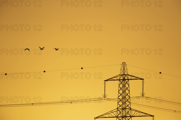 Whooper swan (Cygnus cygnus) three adult swans birds in flight with an electricity pylon and wires