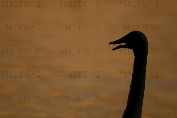 Whooper swan (Cygnus cygnus) adult bird calling silhouette at sunset in winter, England, United