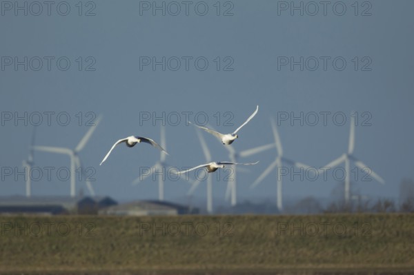 Whooper swan (Cygnus cygnus) three adult swans birds in flight with windfarm turbines in the