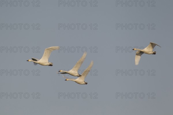 Bewick's swan (Cygnus columbarius) four adult swans birds in flight in winter, England, United