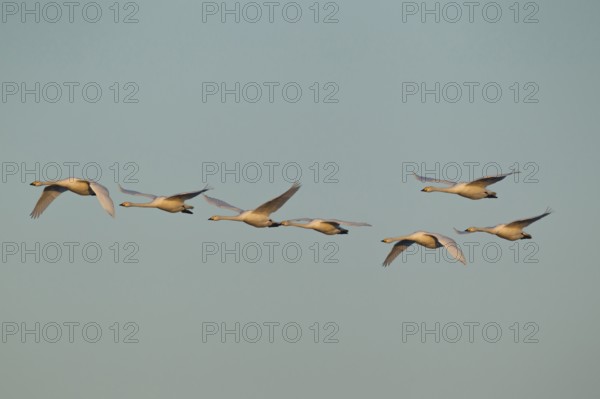 Whooper swan (Cygnus cygnus) seven adult swans birds in a flock in flight in winter,