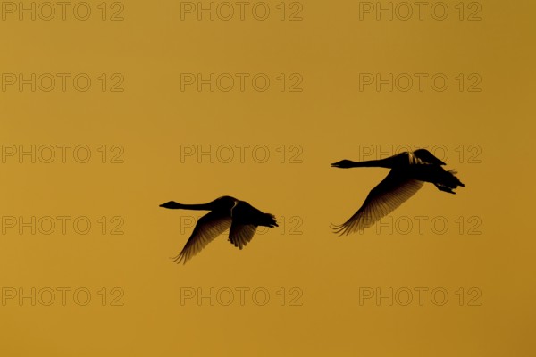 Whooper swan (Cygnus cygnus) two adult pair of swans birds in flight silhouette at sunset in