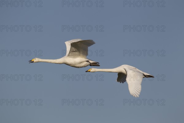 Whooper swan (Cygnus cygnus) two adult pair of swans birds in flight in winter, Cambridgeshire,