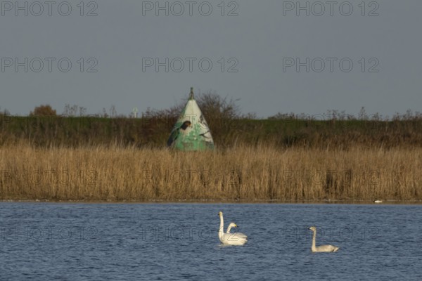Whooper swan (Cygnus cygnus) three adult swans birds on a lake in winter, RSPB Frampton marsh