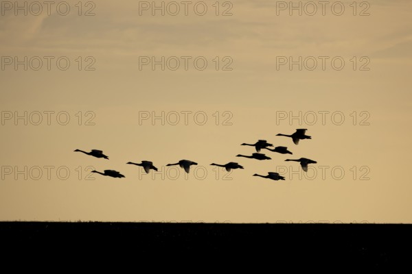 Whooper swan (Cygnus cygnus) eleven adult swans birds in flight in a flock silhouette at sunset in