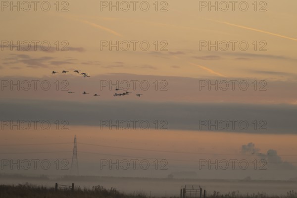 Whooper swan (Cygnus cygnus) adult swans birds in flight with an electricity pylon and wires in the