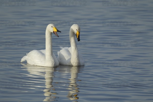 Whooper swan (Cygnus cygnus) two adult birds swans on water of a flooded meadow in winter,