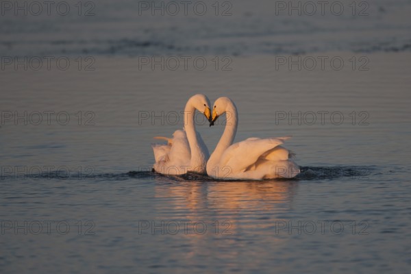 Whooper swan (Cygnus cygnus) two adult birds swans on water of a flooded meadow performing their