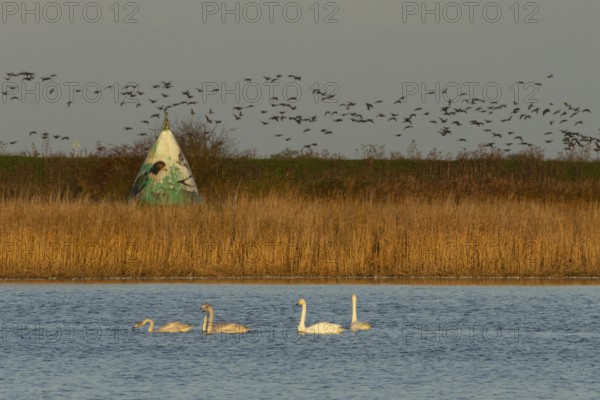 Whooper swan (Cygnus cygnus) five adult swans birds on a lake with a flock of Brent geese flying in