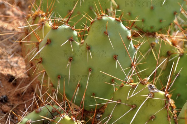 Green heart-shaped cacti with long thorns in a dry environment, Canyonlands National Park, Utah,