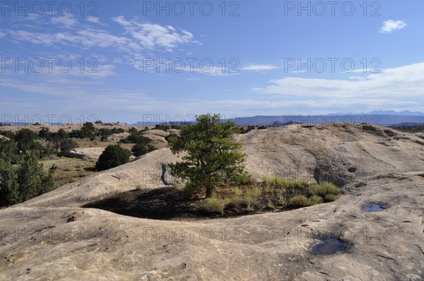A single tree grows between rocks under a blue sky with few clouds, Canyonlands National Park,