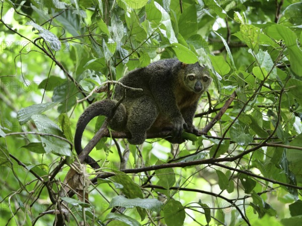 Sulawesi cuscus (Strigocuscus celebensis) sitting in the bush, Tangkoko National Park, Sulawesi