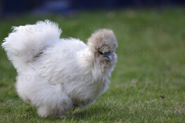 Domestic fowl (Gallus gallus domesticus), white, grass, plumage