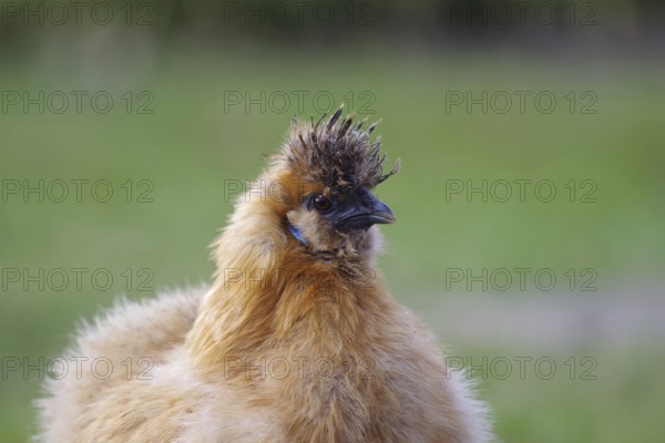 Domestic fowl (Gallus gallus domesticus), silky hen, brown, portrait, funny, outdoor keeping