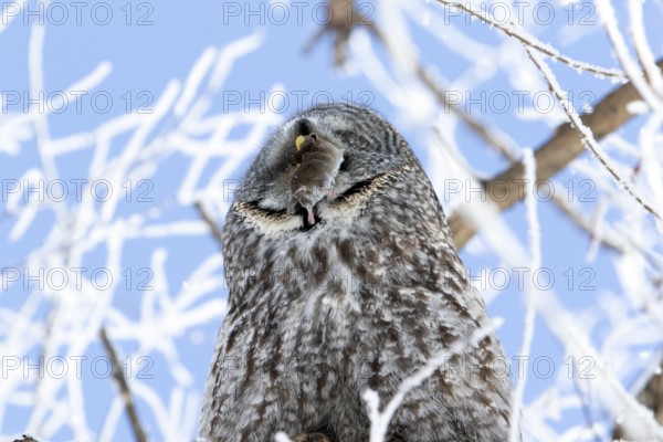 Great gray owl (strix nebulosa), Owl swallows a prey in a frost-covered forest, region of Center