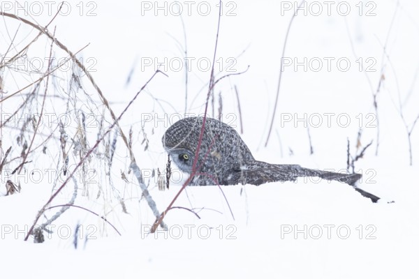 Great gray owl (strix nebulosa), Owl catches a prey under the snow, region of Center Quebec,