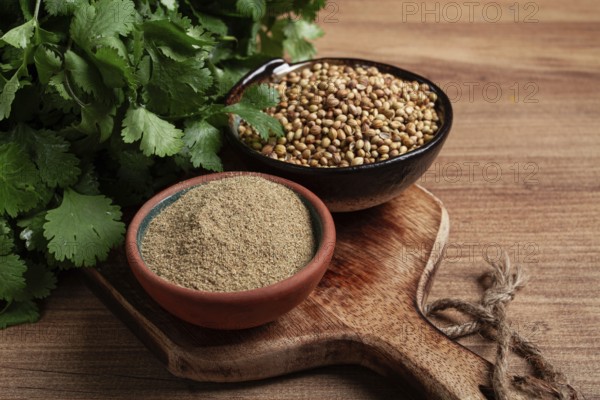 A bunch of fresh cilantro, coriander seeds and powder bowls, close-up, top view, no people, food