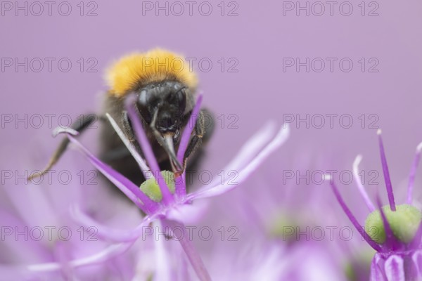 Tree bumblebee (Bombus hypnorum) adult bee insect feeding on a purple Allium flower in a garden in
