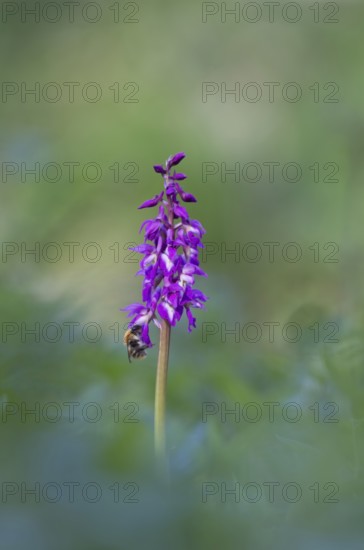 Common carder bumblebee (Bombus pascuorum) adult bee insect feeding on an Early purple orchid
