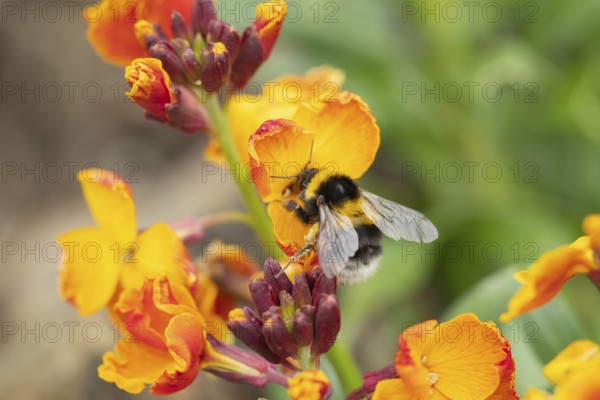 Buff-tailed bumblebee (Bombus terrestris) adult bee insect feeding on a flowering wall flower in a