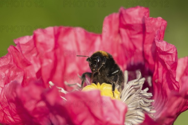 Red-tailed bumblebee (Bombus lapidarius) adult bee insect feeding on a garden poppy flower,