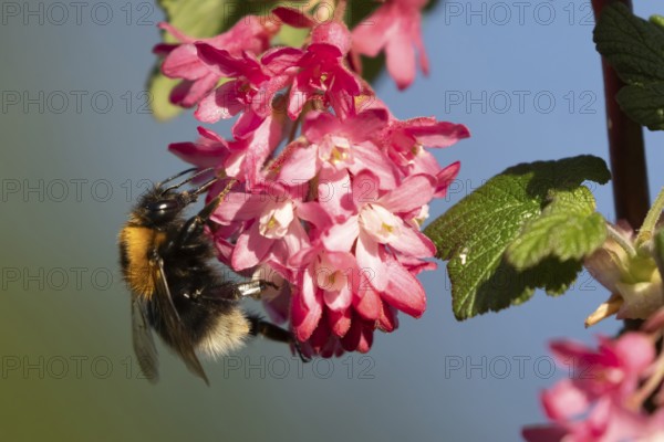Buff tailed bumblebee (Bombus terrestris) adult bee insect feeding on garden flowering current bush