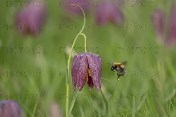 Common carder bumblebee (Bombus pascuorum) adult bee insect flying to a Snake's head fritillary