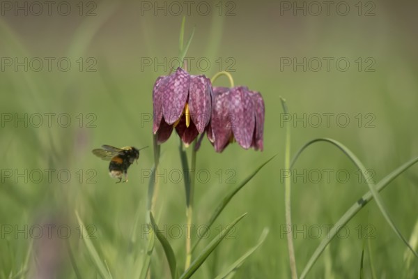 Buff tailed bumblebee (Bombus terrestris) adult bee insect flying to a Snake's head fritillary