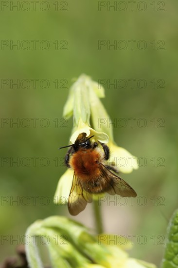 Common carder bumblebee (Bombus pascuorum) adult bee insect feeding on an Oxslip flower in spring,