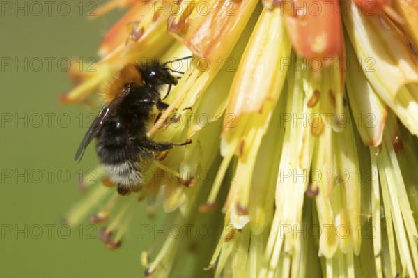 Tree bumblebee (Bombus hypnorum) adult bee insect feeding on a Red hot poker flower in a garden in