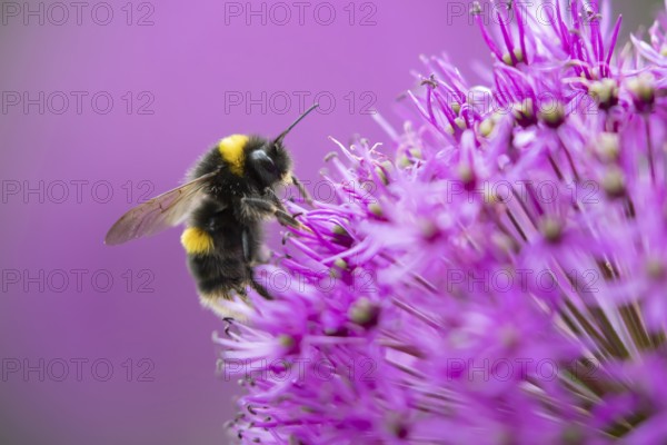 Buff tailed bumblebee (Bombus terrestris) adult bee insect feeding on a purple allium garden flower