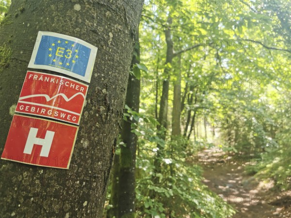Trail through a forest with a tree bearing a hiking trail sign, Franconian mountain trail, hiking