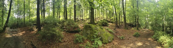 Panorama of a forest with moss-covered rocks and trees in summer, hiking in the Fichtelgebirge