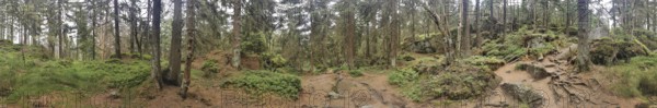 Panorama, a dense forest with rocks, moss and shades of gray in the natural environment, Franconian