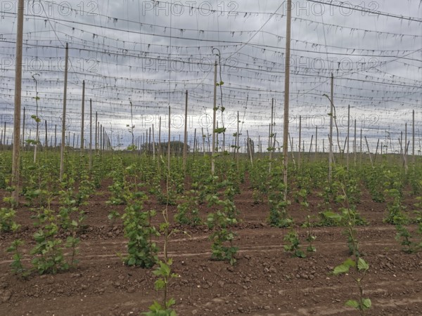 Rows of young hops (humulus) in a field under a cloudy sky, Czech Republic