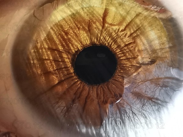 Close-up of an amber-colored eye in which trees are reflected shows the complex structure and color