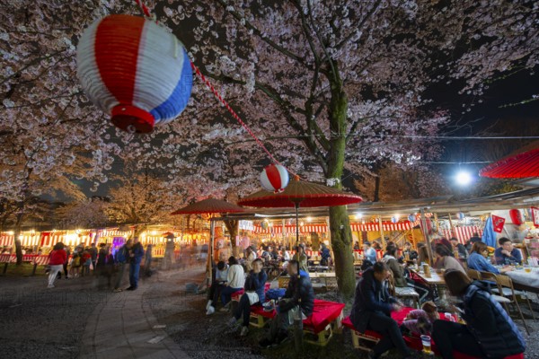 Visitors and food stalls among illuminated blooming cherry trees at Cherry Blossom Festival,