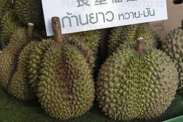 Durian fruit, with its green spiky rind, is a popular nutritious fruit with a distinctive smell
