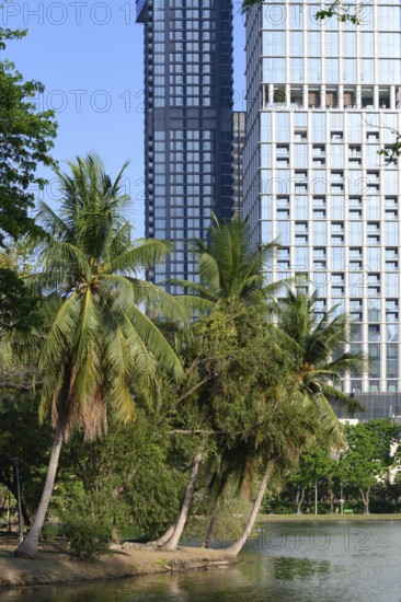 A rare urban green space with palm trees in the city centre, high rise modern buildings surrounding