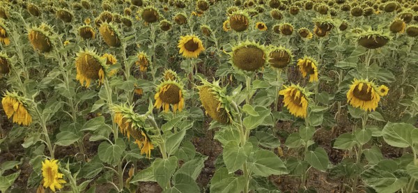 Extensive sunflower field in full bloom, summery colors and nature, Franconian Forest nature park