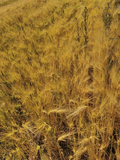 Wide field with dense, golden yellow wheat plants (triticum) summer atmosphere, Franconian Forest