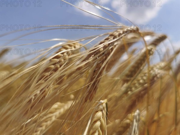 Close-up of golden yellow ears of wheat (triticum) under a blue sky, summer feeling in nature,