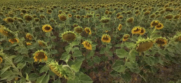 Wide landscape with blooming sunflowers, summery atmosphere, Franconian Forest nature park Park