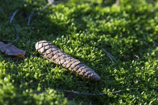 Cones in soft moss on forest soil, Dippoldiswalder Heide, Saxony, Germany